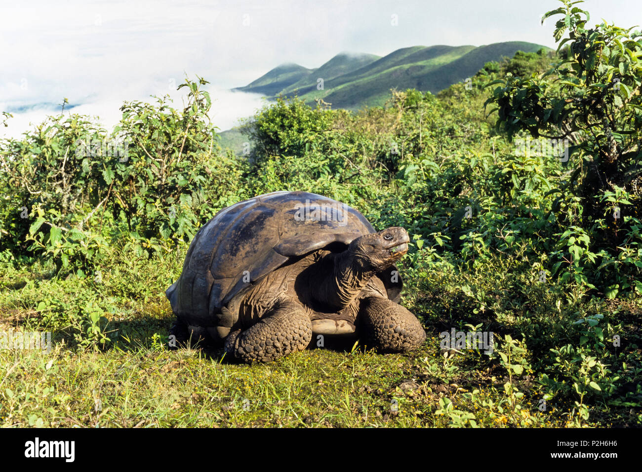 Galapagos Giant Tortoise on Alcedo Vulcano crater rim, Chelonoidis nigra, Isabela Island, Galapagos Islands, Ecuador, South Amer Stock Photo