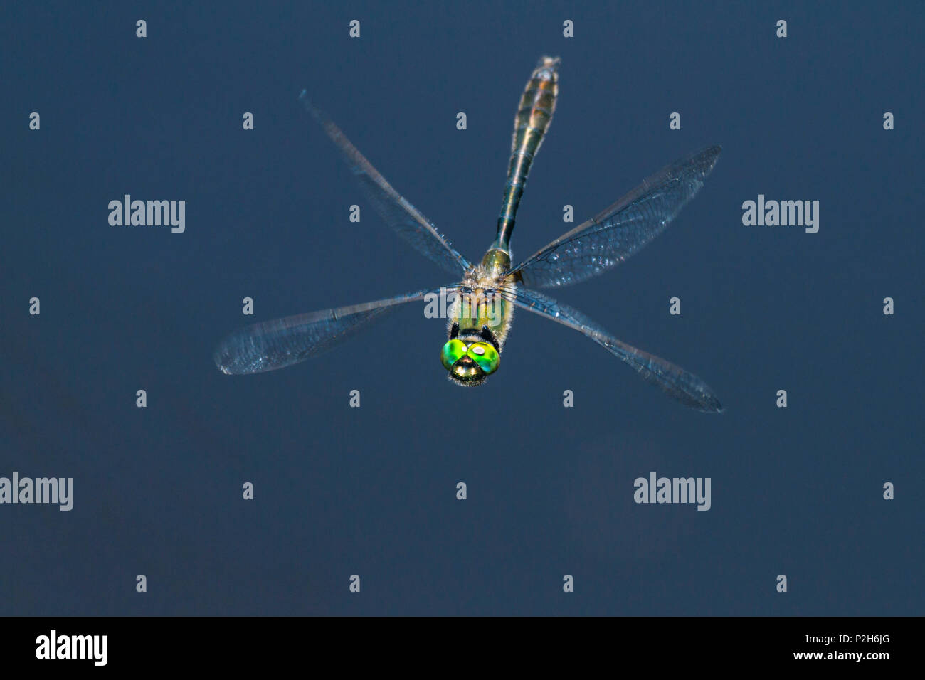 Dragonfly hovering, Cordulia arena, Upper Bavaria, Germany, Europe Stock Photo