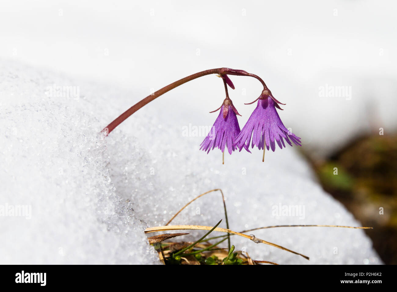 Mountain flower, Soldanella alpina, Wetterstein Mountains, Upper Bavaria, Alps, Germany Stock Photo