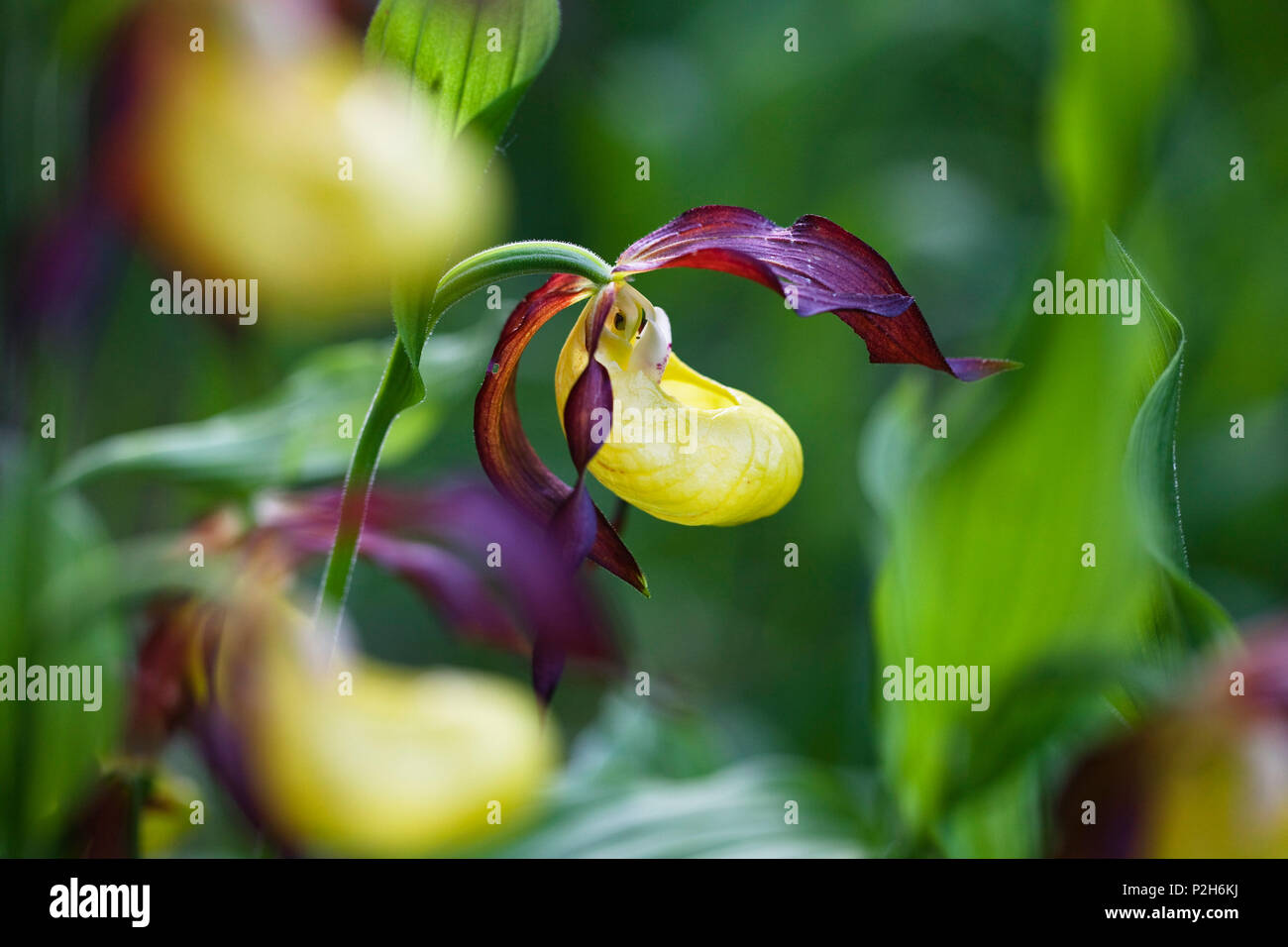 Ladyslipper, Cypripedium calceolus, Upper Bavaria, Germany Stock Photo