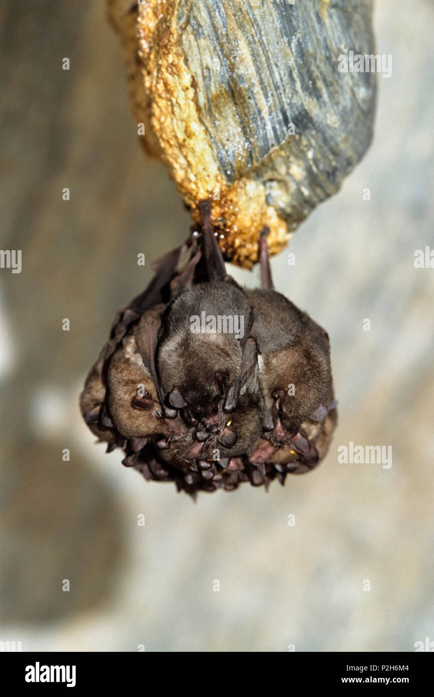 Bats sleeping in Aripo Caves, Asa Wright Nature Centre, Trinidad, West Indies, South America Stock Photo