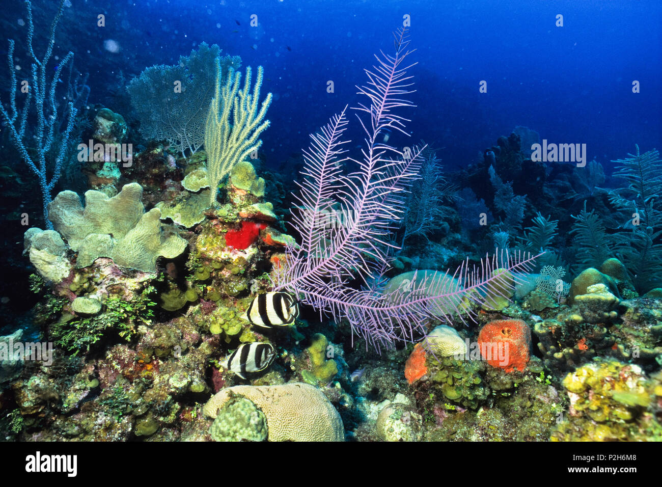 Banded Butterflyfish in Coral Reef, Chaetodon striatus, Honduras, Caribbean, South America Stock Photo