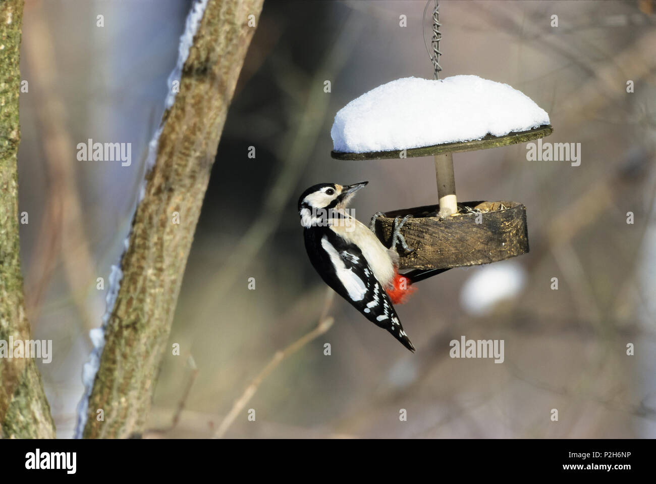 Great Spotted Woodpecker, Picoides major, at feeder in winter, Bavaria, Germany Stock Photo