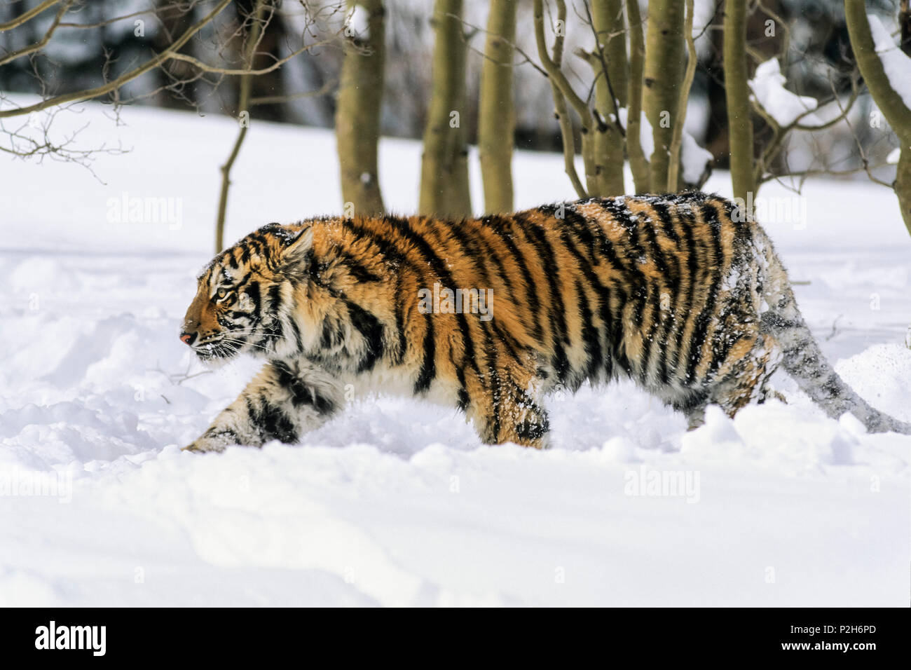 Siberian Tiger in snow, Panthera tigris altaica, captive Stock Photo
