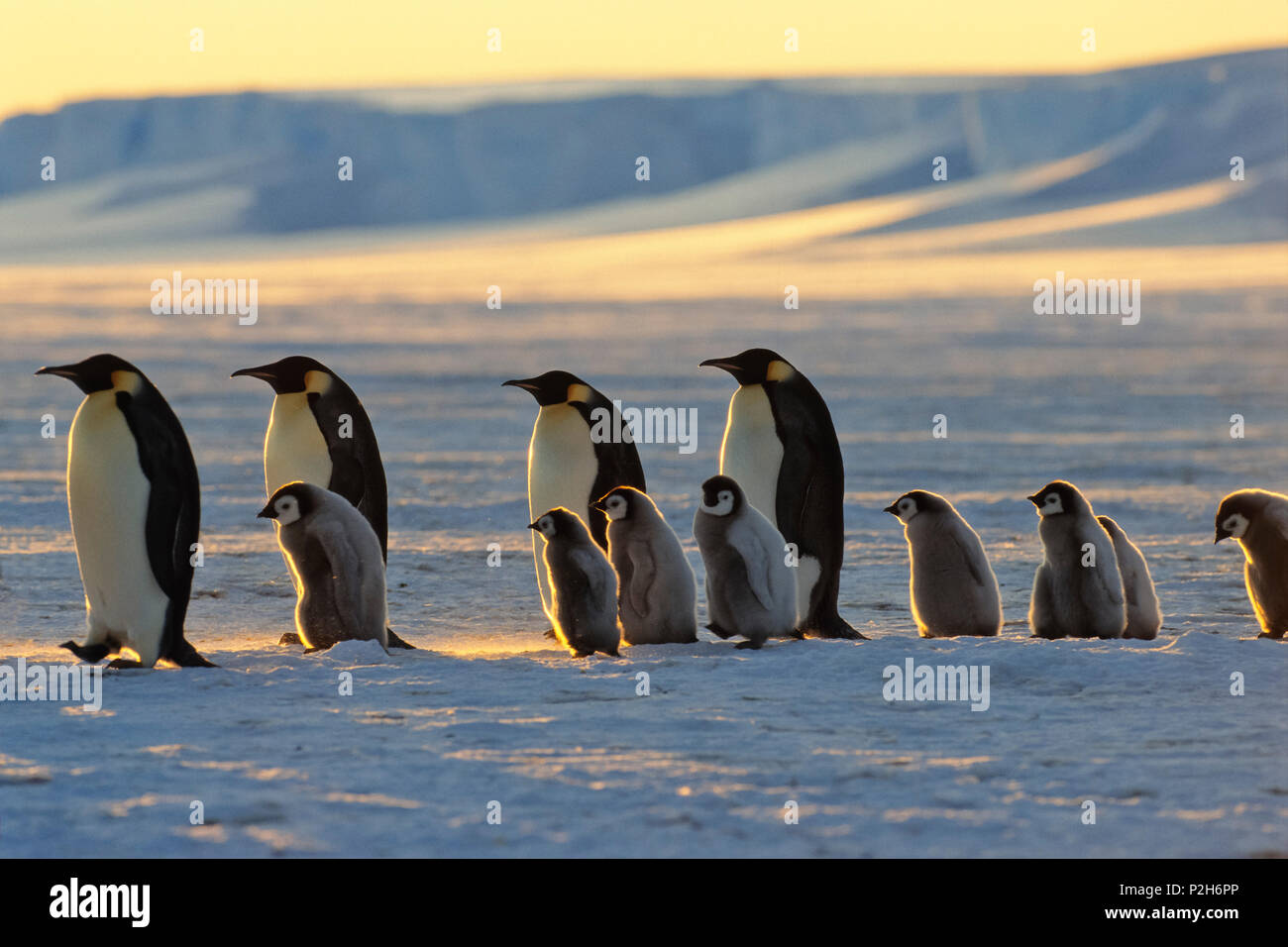 Emperor Penguins with chicks walking at sunset, Aptenodytes forsteri, iceshelf, Weddell Sea, Antarctic Stock Photo