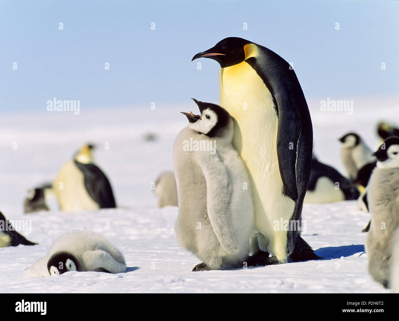 Emperor Penguin with chick on feet, Aptenodytes forsteri, Antarctica Stock Photo