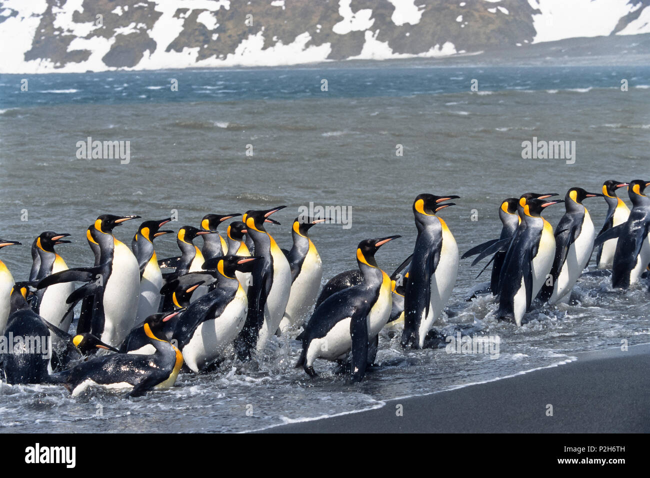 King Penguins, Aptenodytes patagonicus, South Georgia, Antarctica Stock Photo