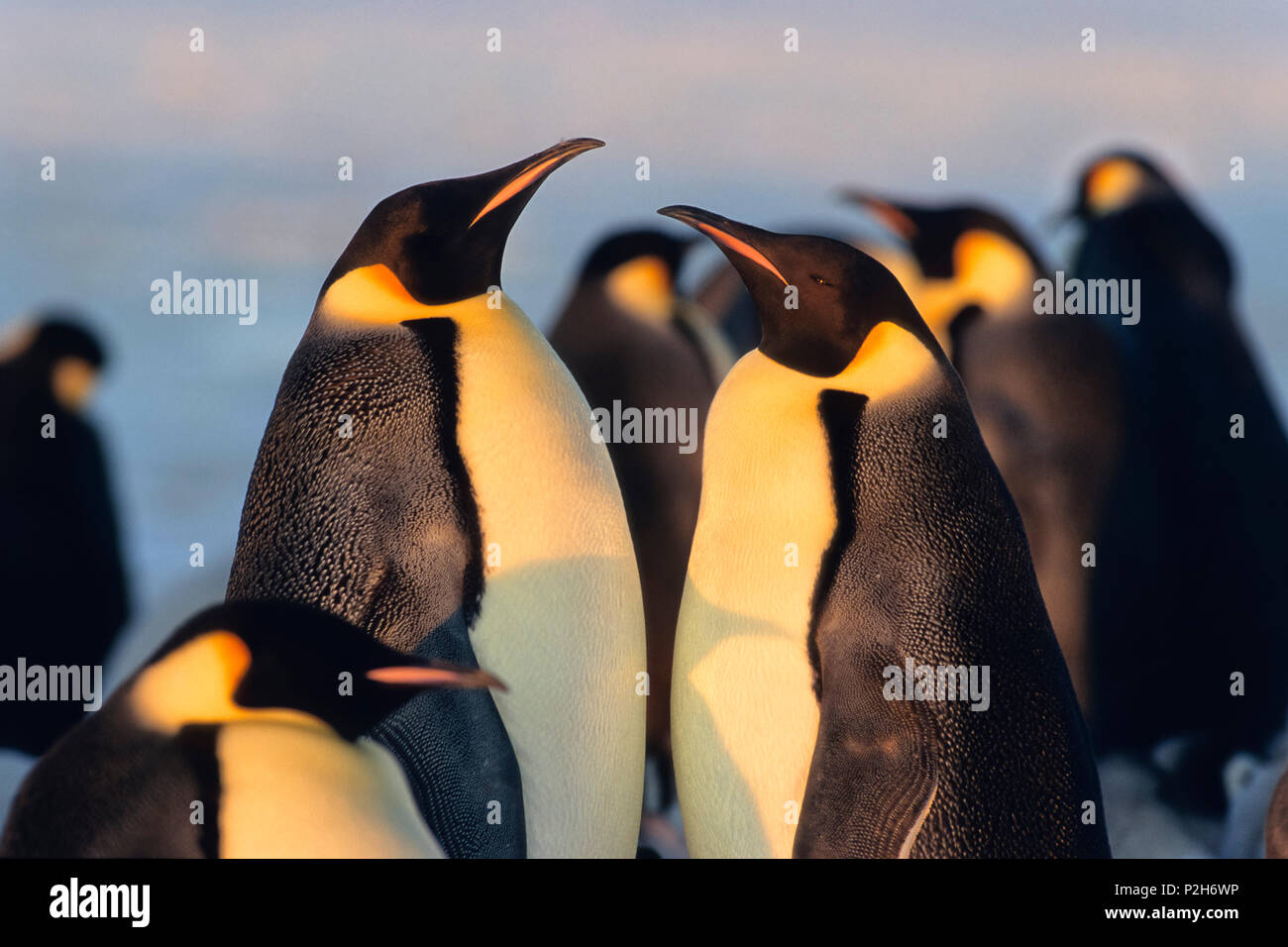 King Penguins, Aptenodytes patagonicus, St. Andrews Bay, South Georgia, Antarctica Stock Photo