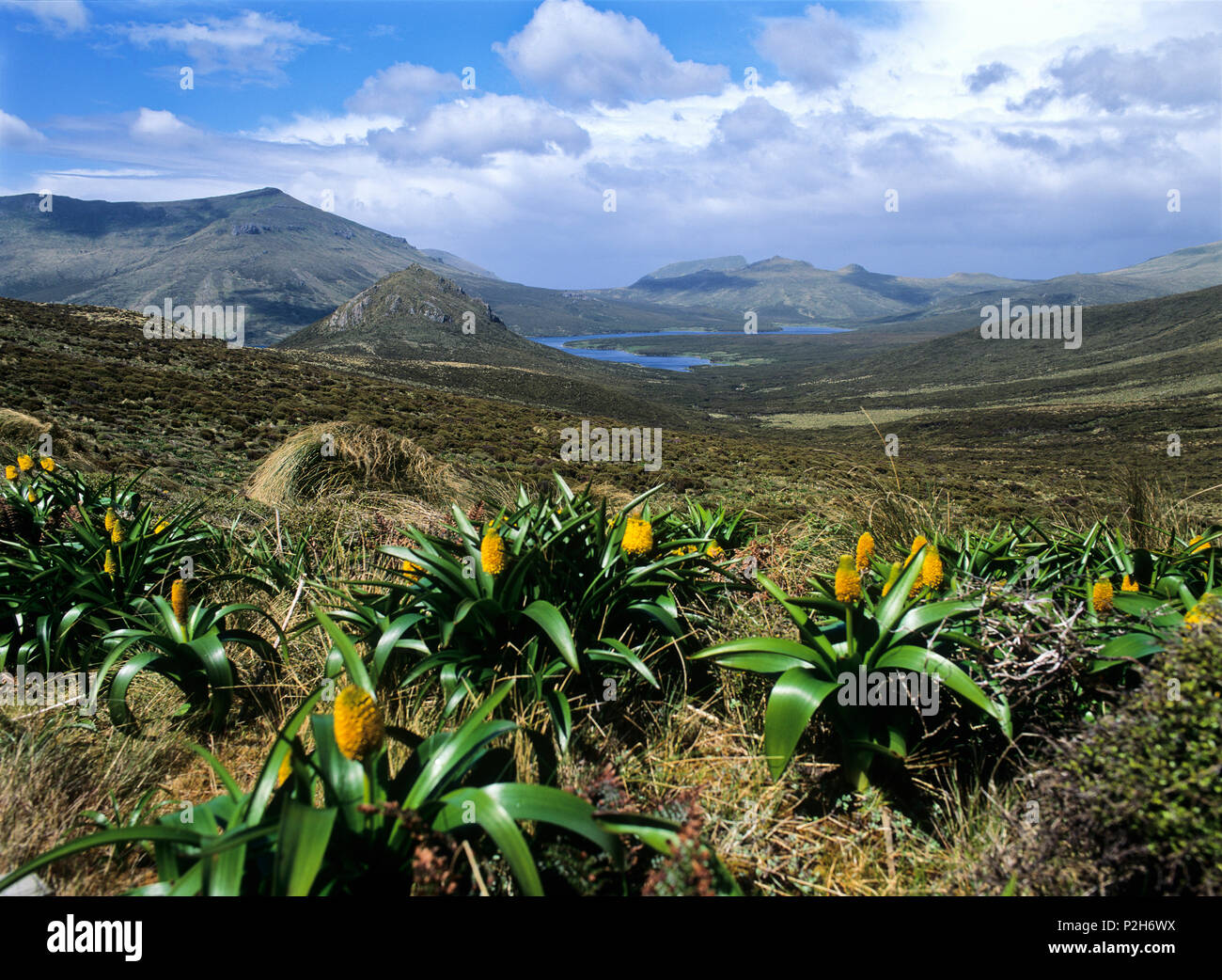 Megaherbs, Maori Onion, Bulbinella rossii, Campbell Island, Subantarctic Islands, New Zealand Stock Photo