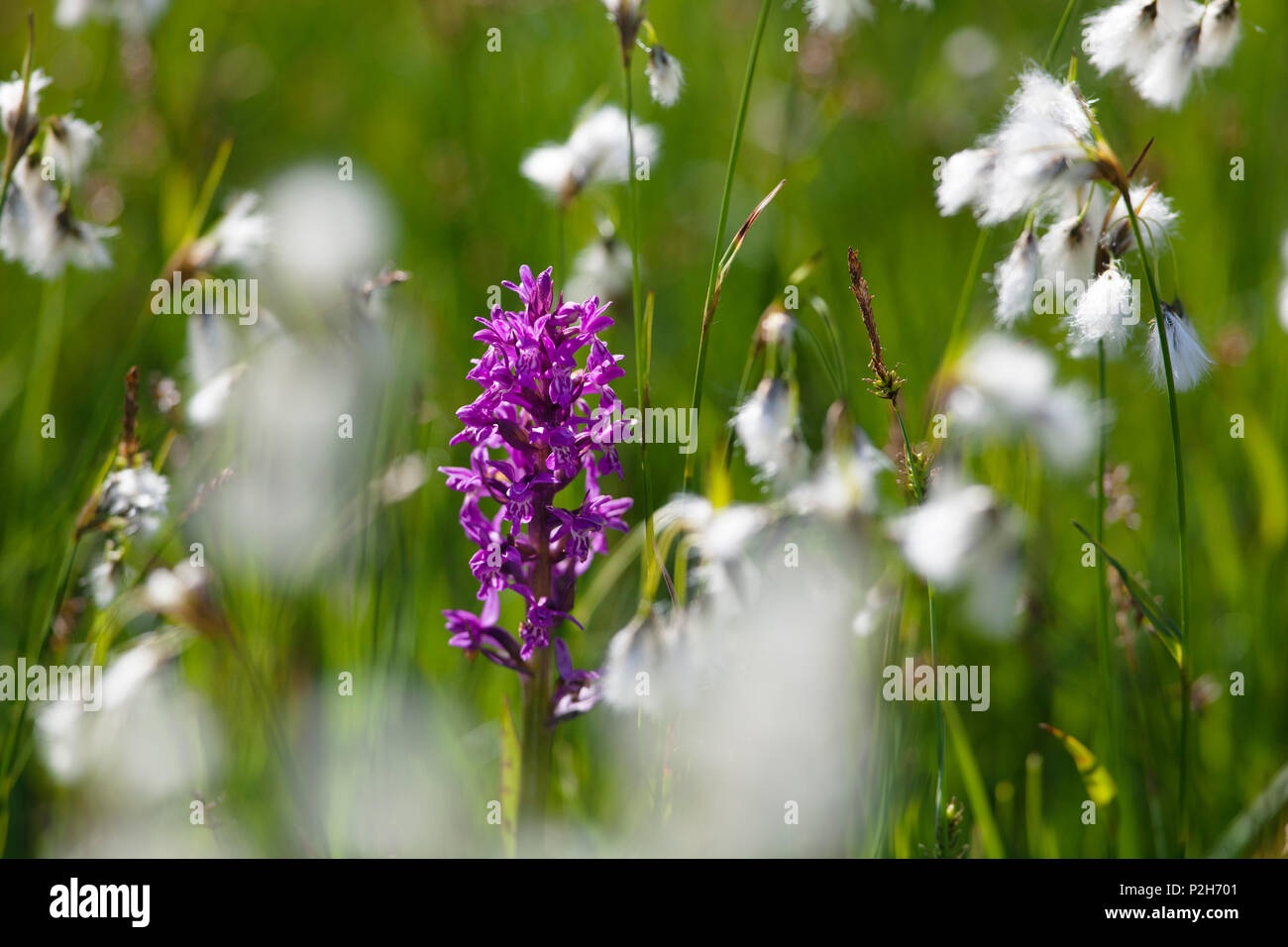 Marsh Orchid, Dactylorhiza majalis, and Cotton Grass, Bavaria, Germany Stock Photo