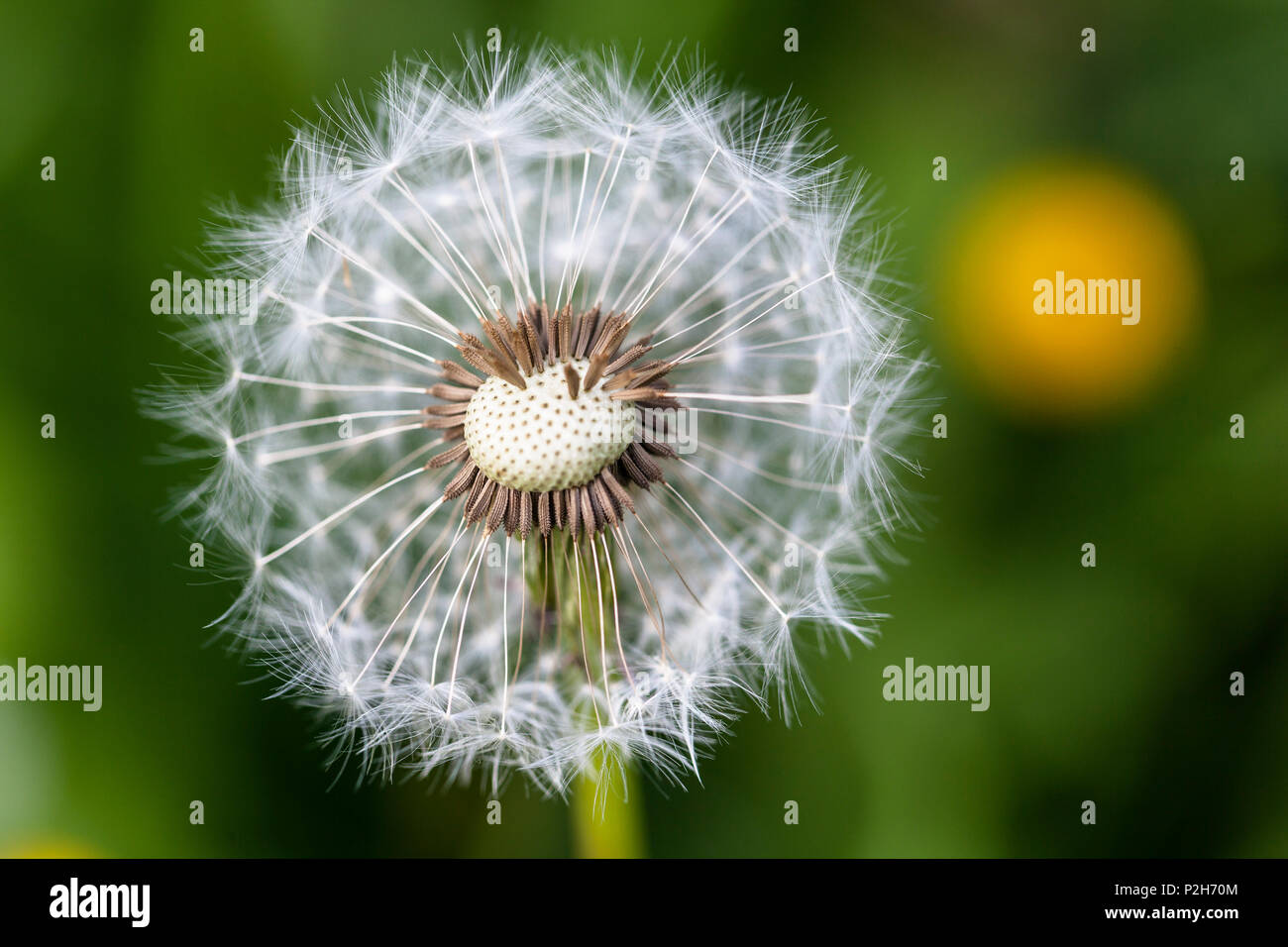 Dandelion seeds hi-res stock photography and images - Alamy