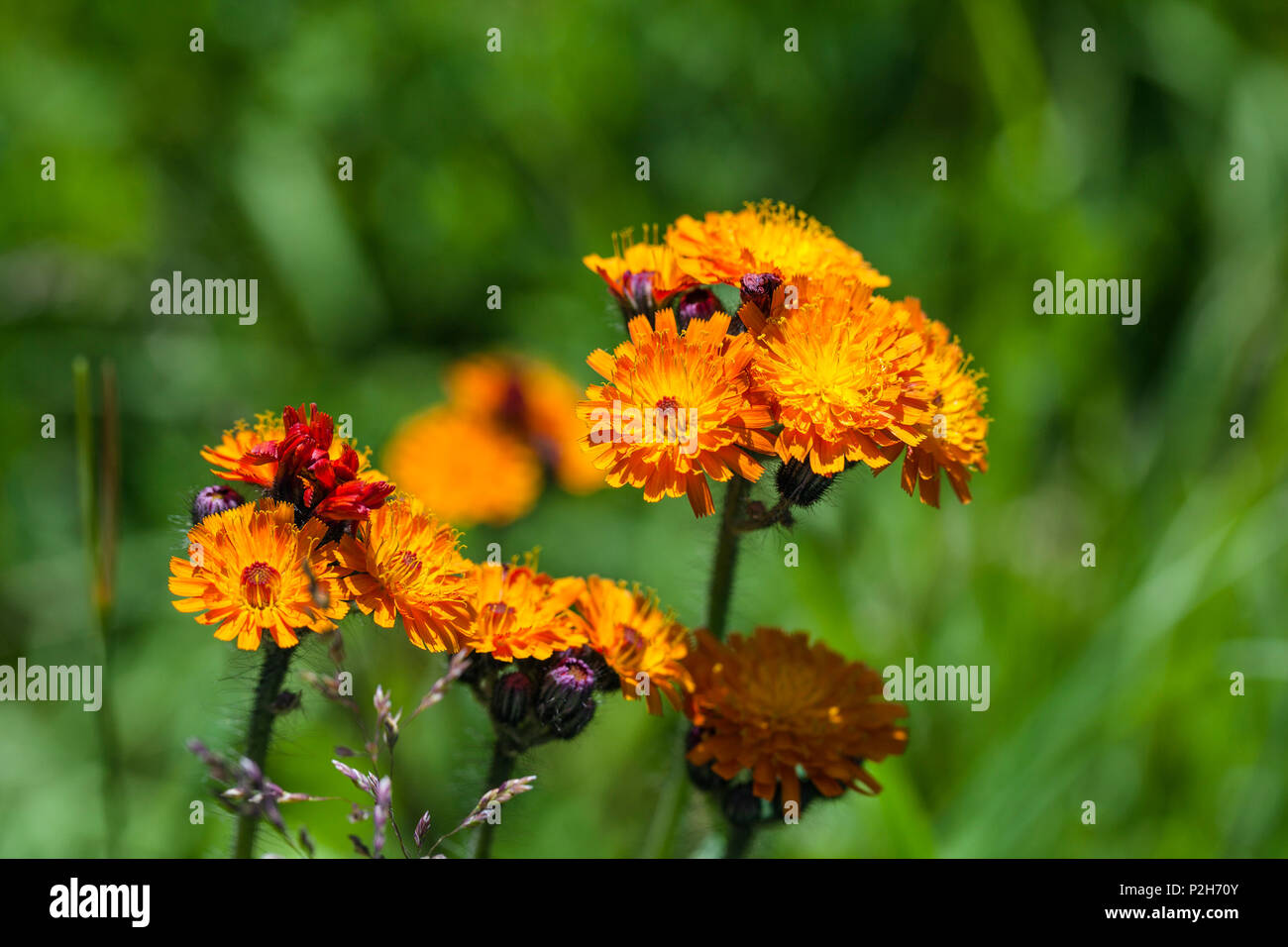 Orange Hawkweed, Hieracium aurantiacum, Upper Bavaria, Germany Stock Photo