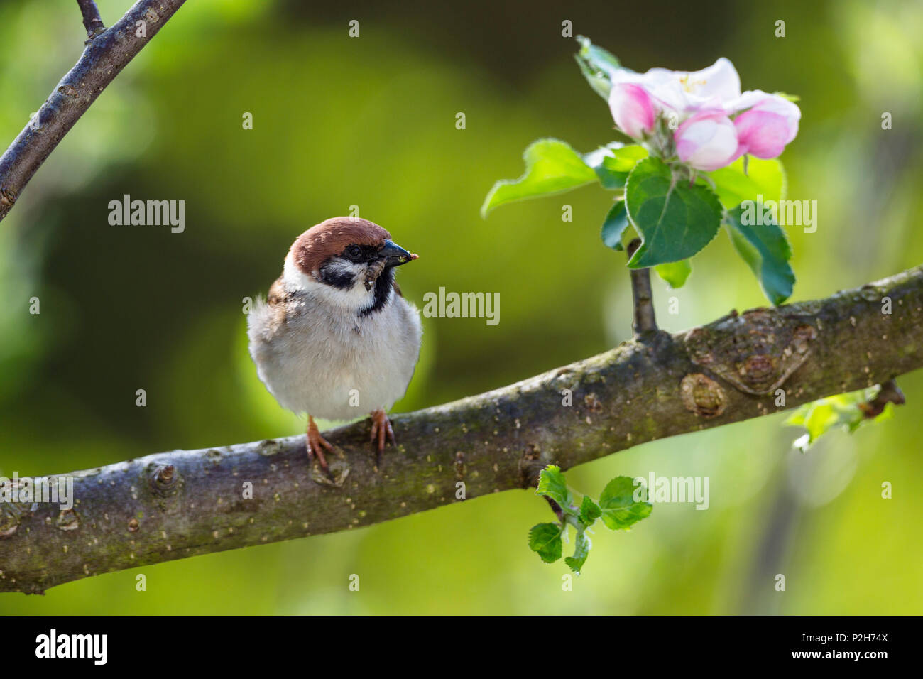 Tree Sparrow in apple tree, Passer montanus, Bavaria, Germany, Europe Stock Photo