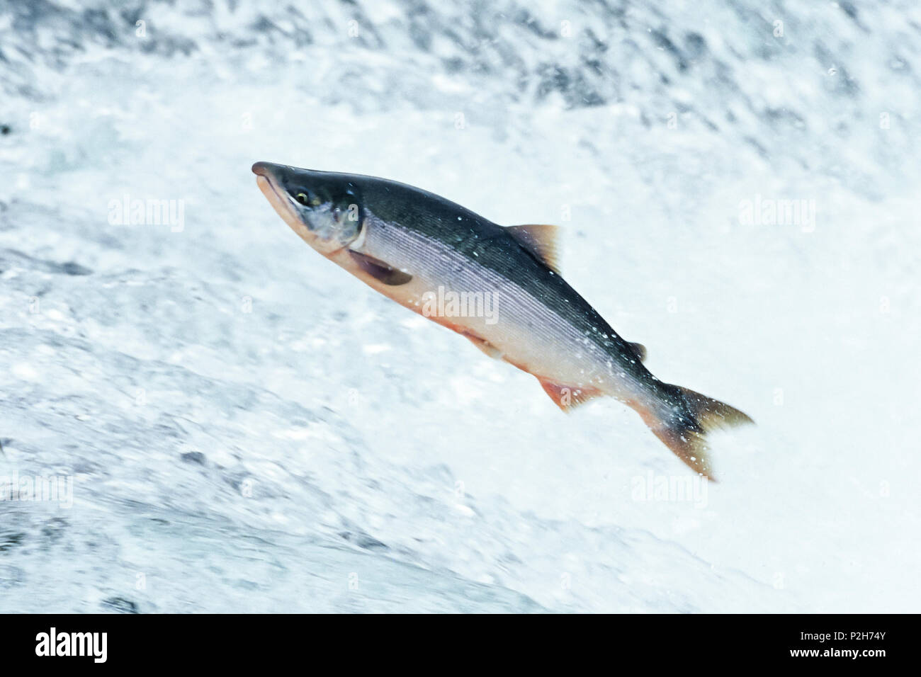 Sockeye Salmon leaping, Onocorhynchus nerka, Alaksa Stock Photo