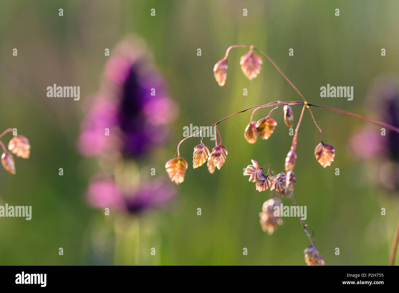 grass, Briza media, Upper Bavaria, Germany, Europe Stock Photo