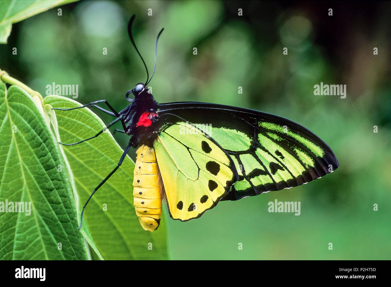 male Goliath Birdwing Butterfly, Ornithoptera goliath samson, West Papua, Neuguinea, Indonesia, Asia Stock Photo