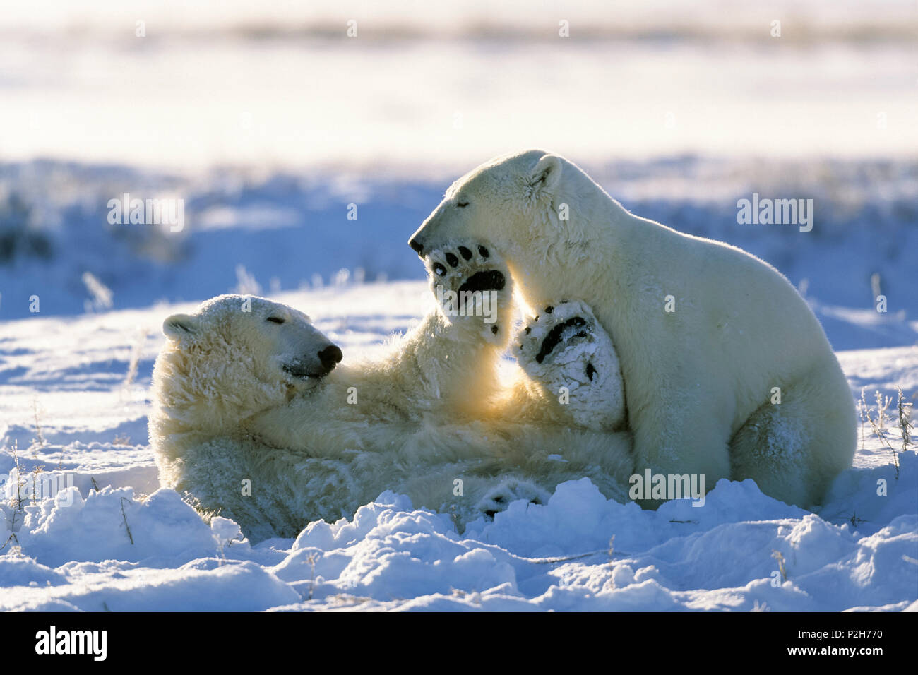Polar Bears playing, Ursus maritimus, Churchill, Manitoba, Canada Stock Photo