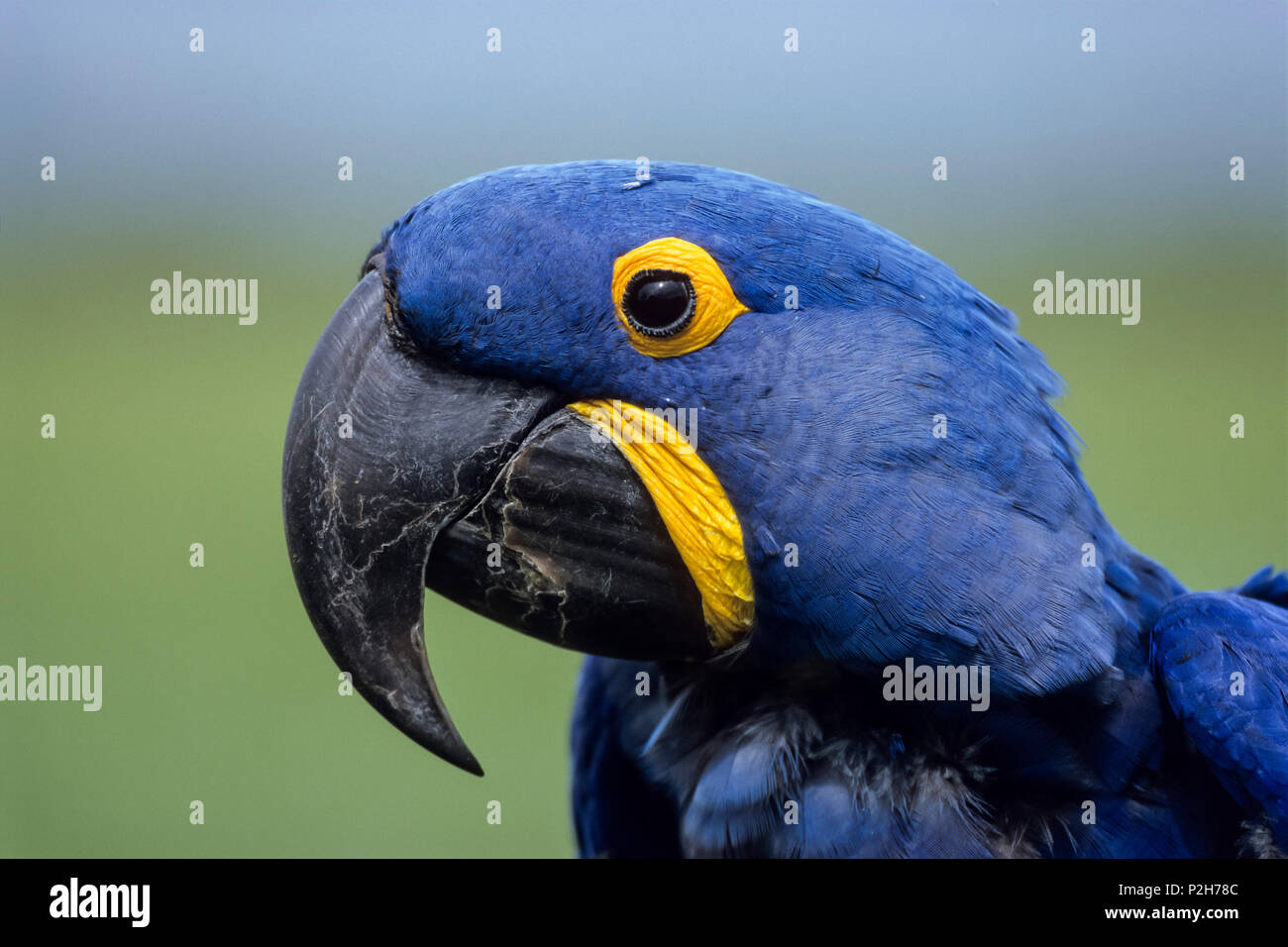 Hyacinth Macaw, Anodorhynchus hyacinthinus, Pantanal, Brazil Stock Photo