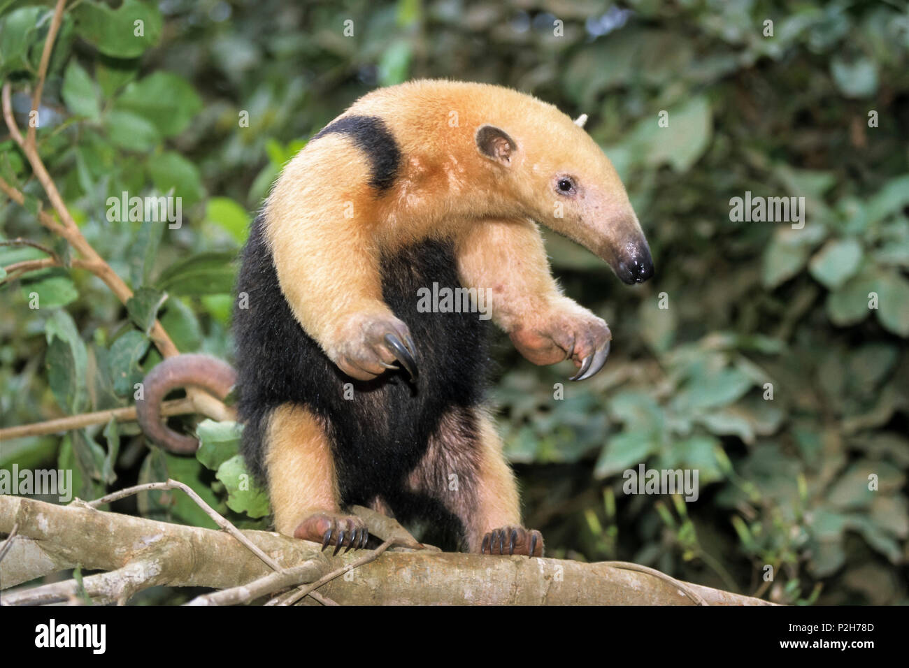 Tamandua, Tamandua tridactyla, Pantanal, Brasil, South America Stock Photo
