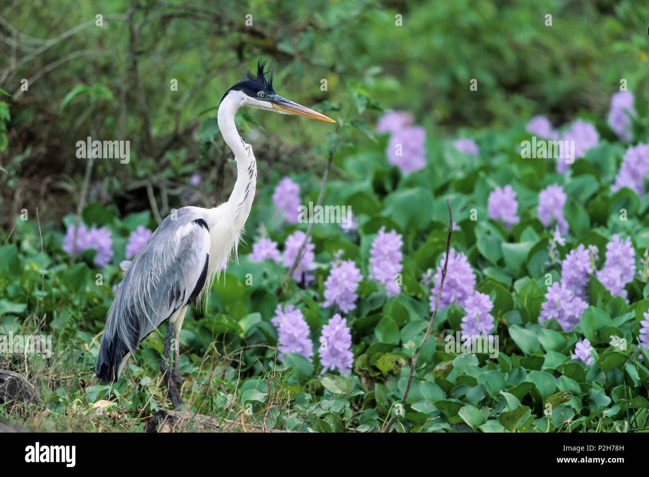White-necked Heron, Ardea cocoi, Pantanal, Brasil, South America Stock Photo