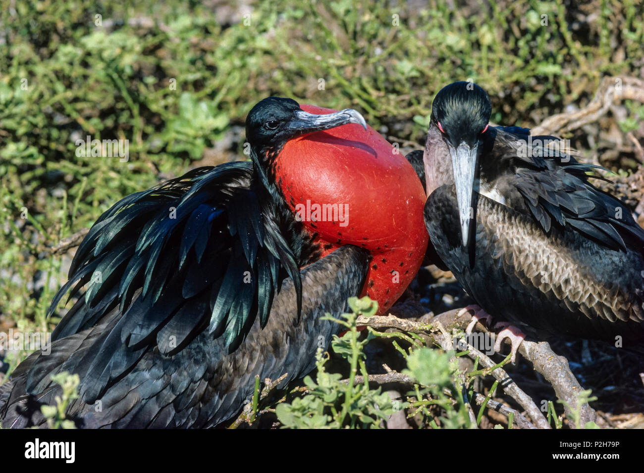 Great Frigatebird, male courtship display, Fregata minor, Tower Island, Galapagos Islands, Ecuador, South America Stock Photo
