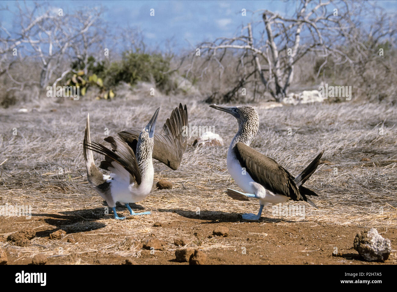 Blue-footed Boobies, courting, Sula nebouxii, Galapagos Islands, Ecuador, South America Stock Photo