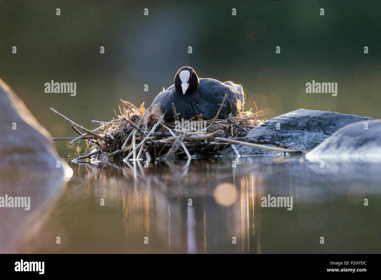 Coot on nest, Fulica atra, Bavaria, Germany Stock Photo