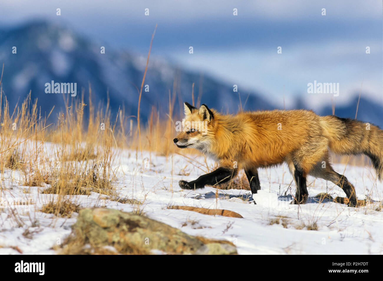 Red Fox in winter running, Vulpes vulpes, USA Stock Photo