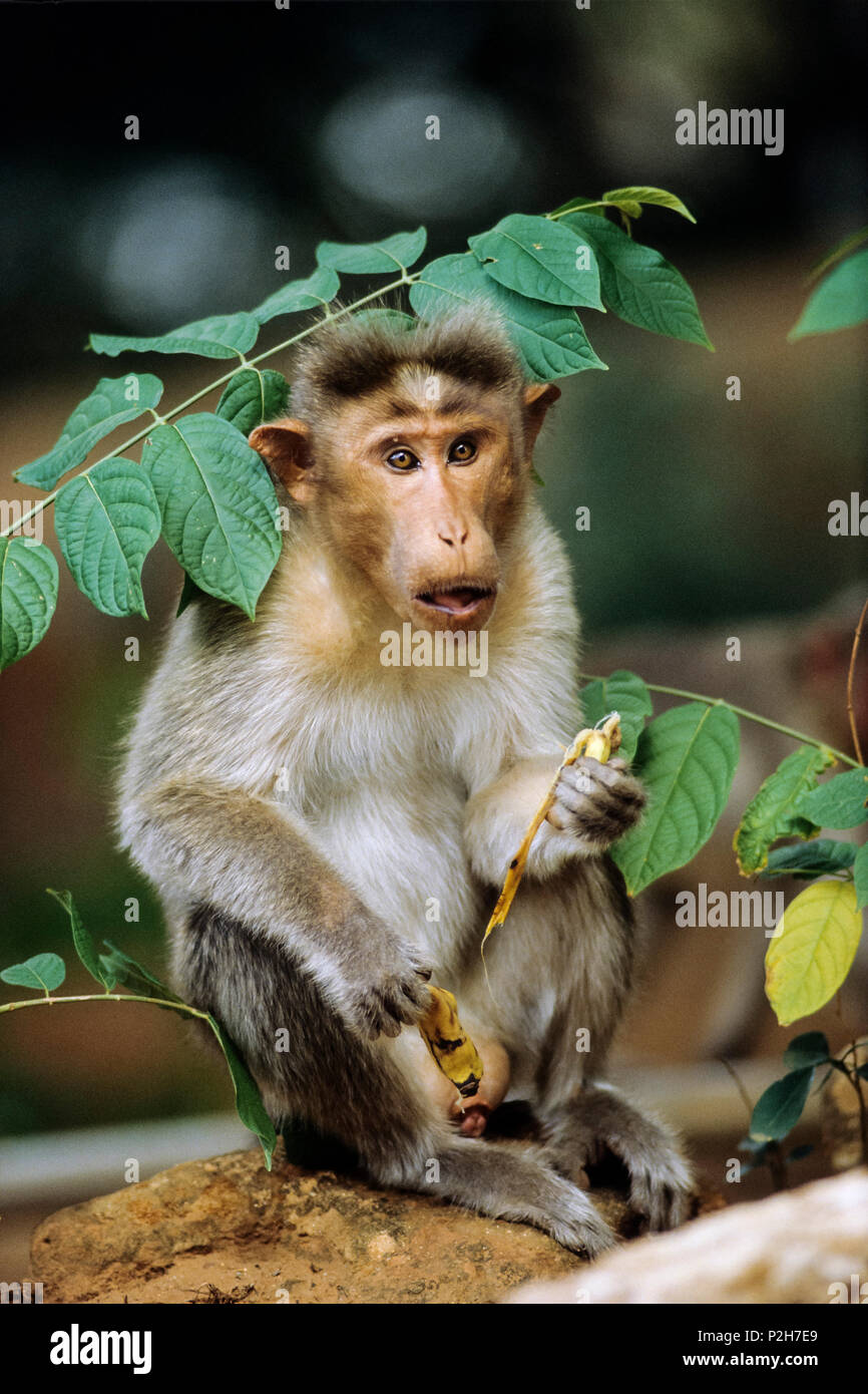 Bonnet Monkey, Macaca sinica, Sri Lanka Stock Photo