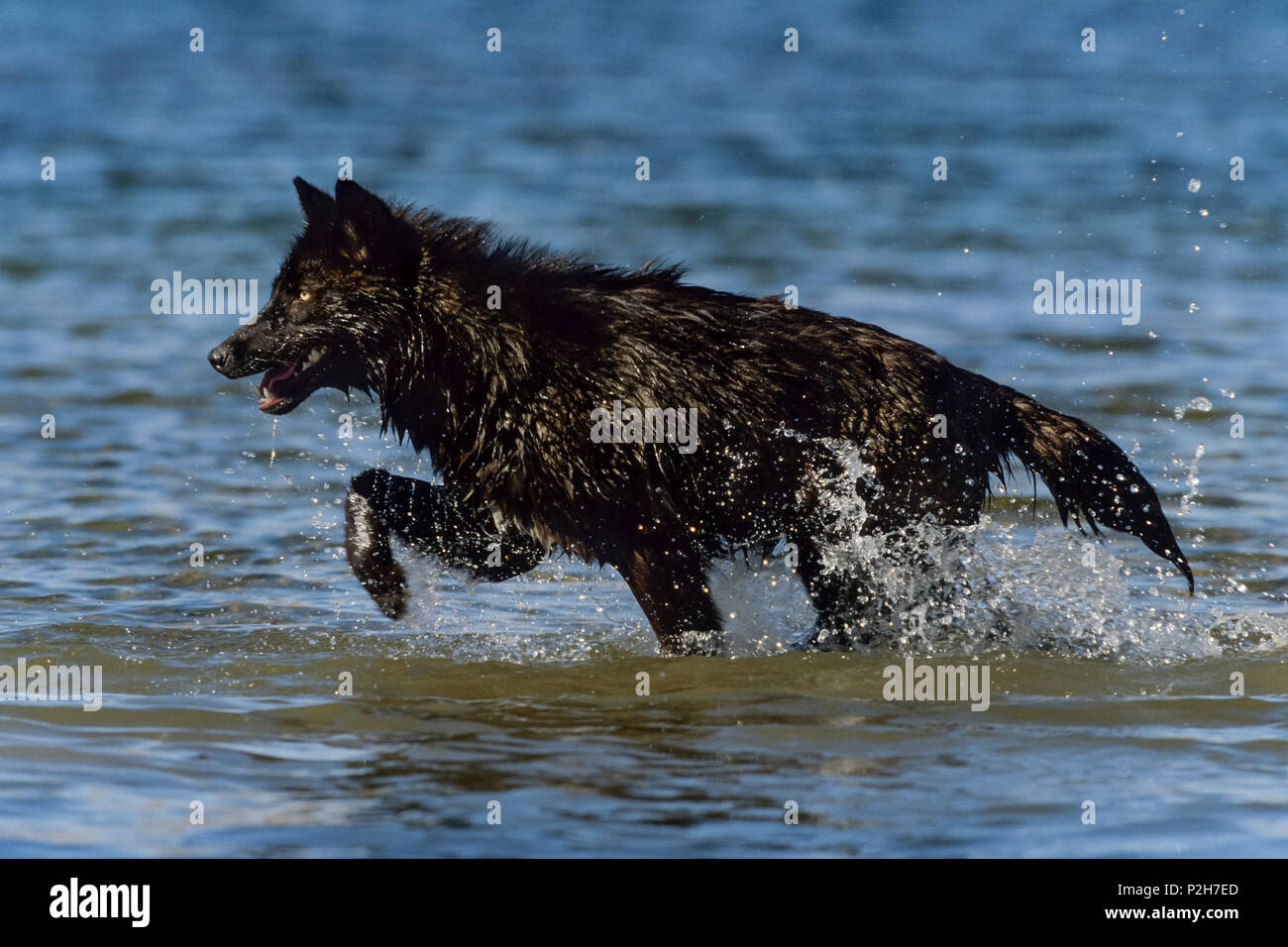 Black Wolf, Timberwolf, Canis lupus, North America Stock Photo