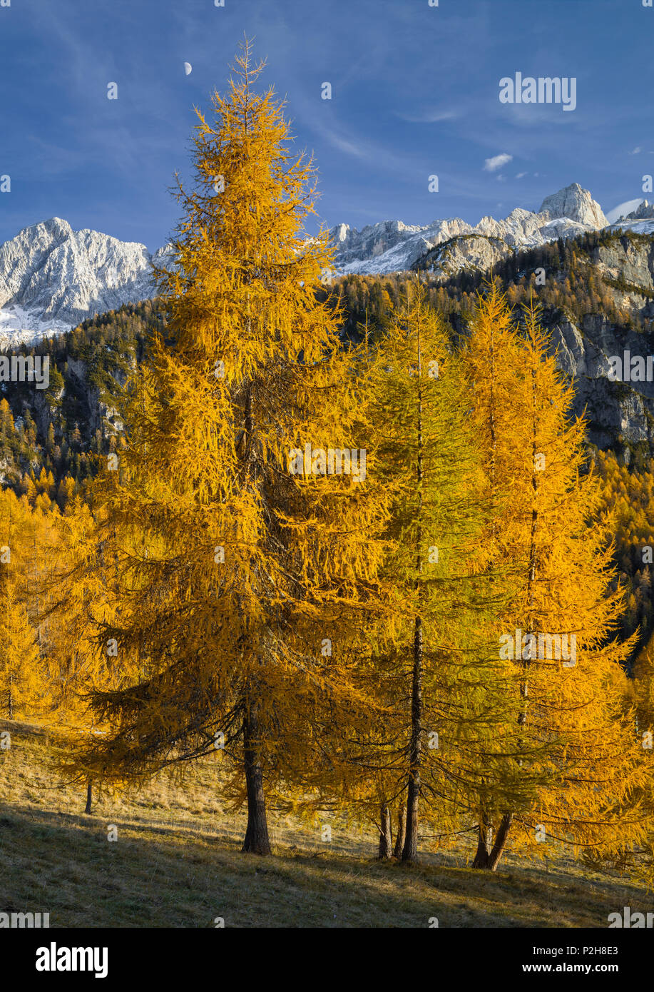 Larch in the dolomites hi-res stock photography and images - Alamy
