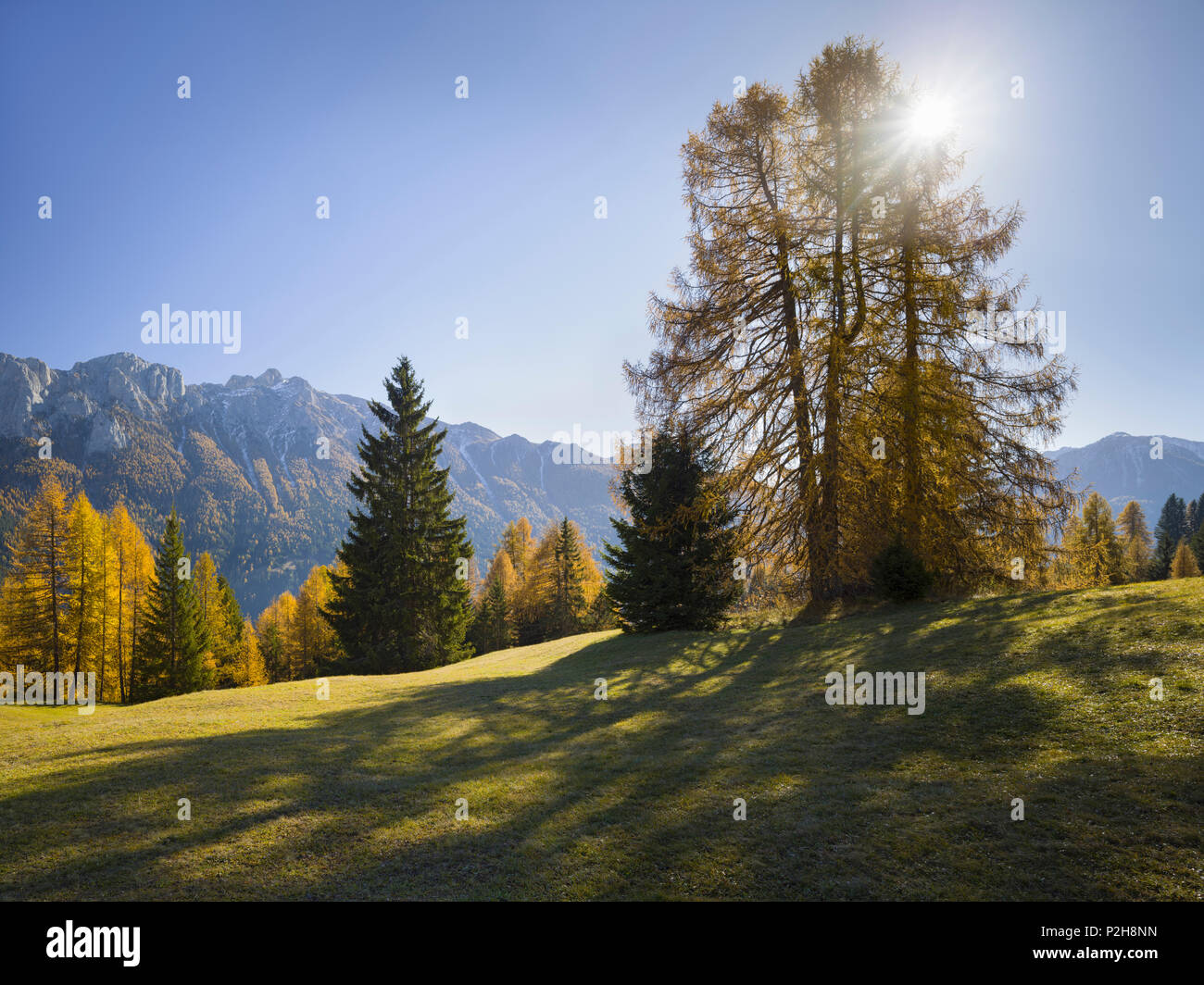 Sas da le Doudesh with sun behind larch trees, Val di Fassa, Alto Adige, South Tyrol, Dolomites, Italy Stock Photo