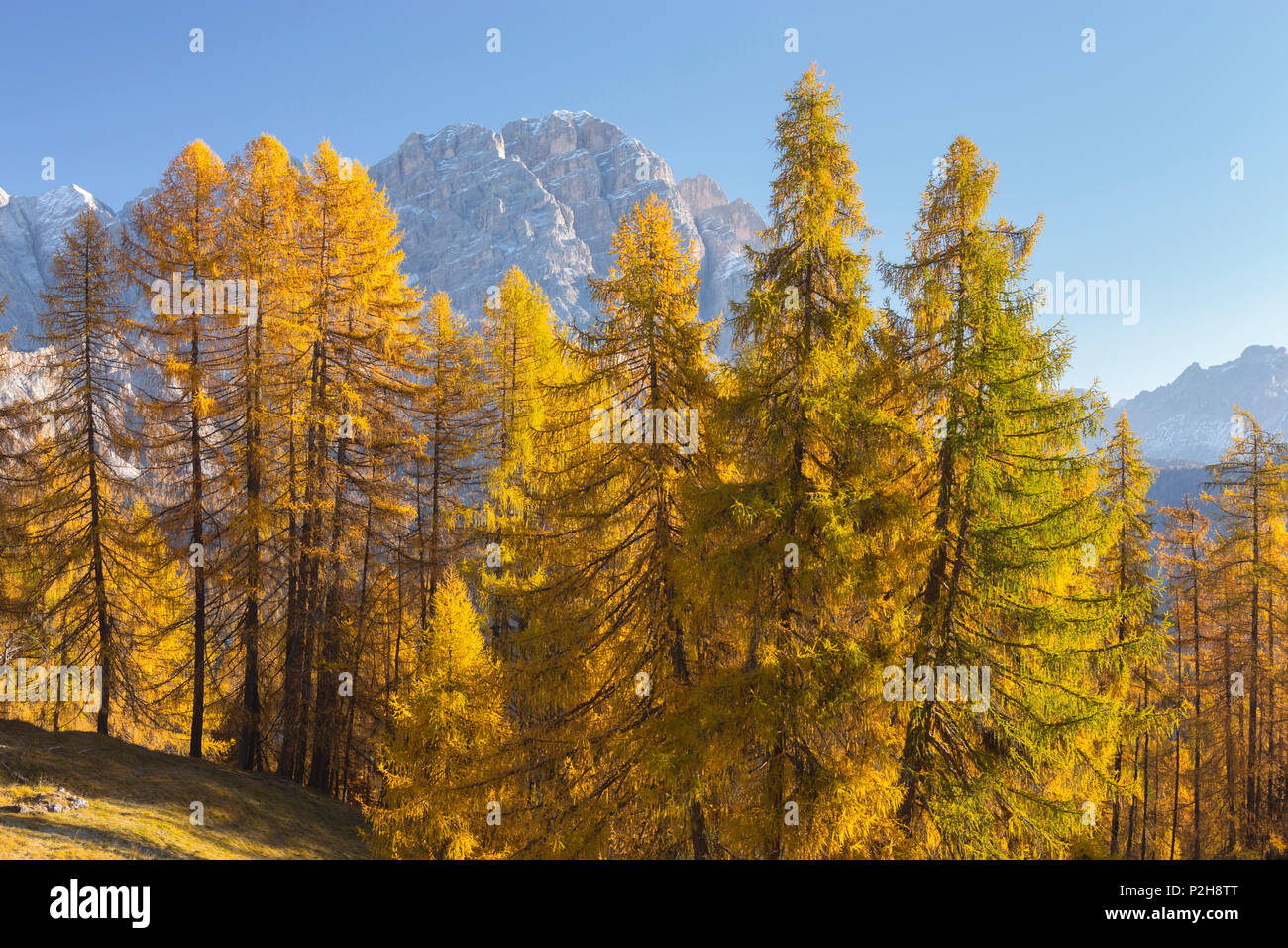Monte Cristallo with larch trees, Veneto, Dolomites, Italy Stock Photo