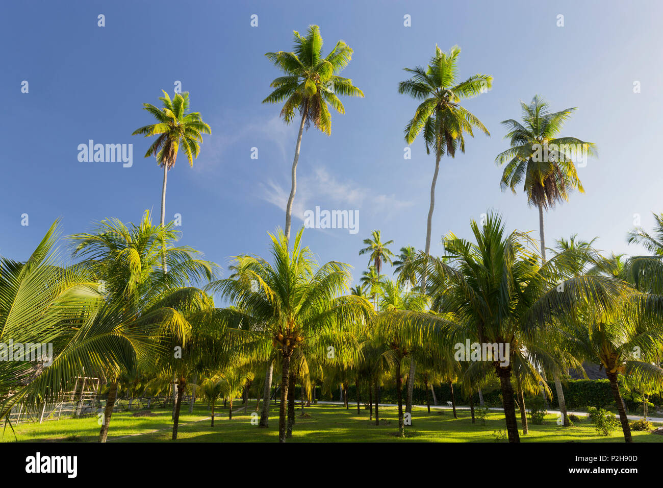 Coconut palms, Plantage L'Union Estate, La Digue Island, Seychelles Stock Photo