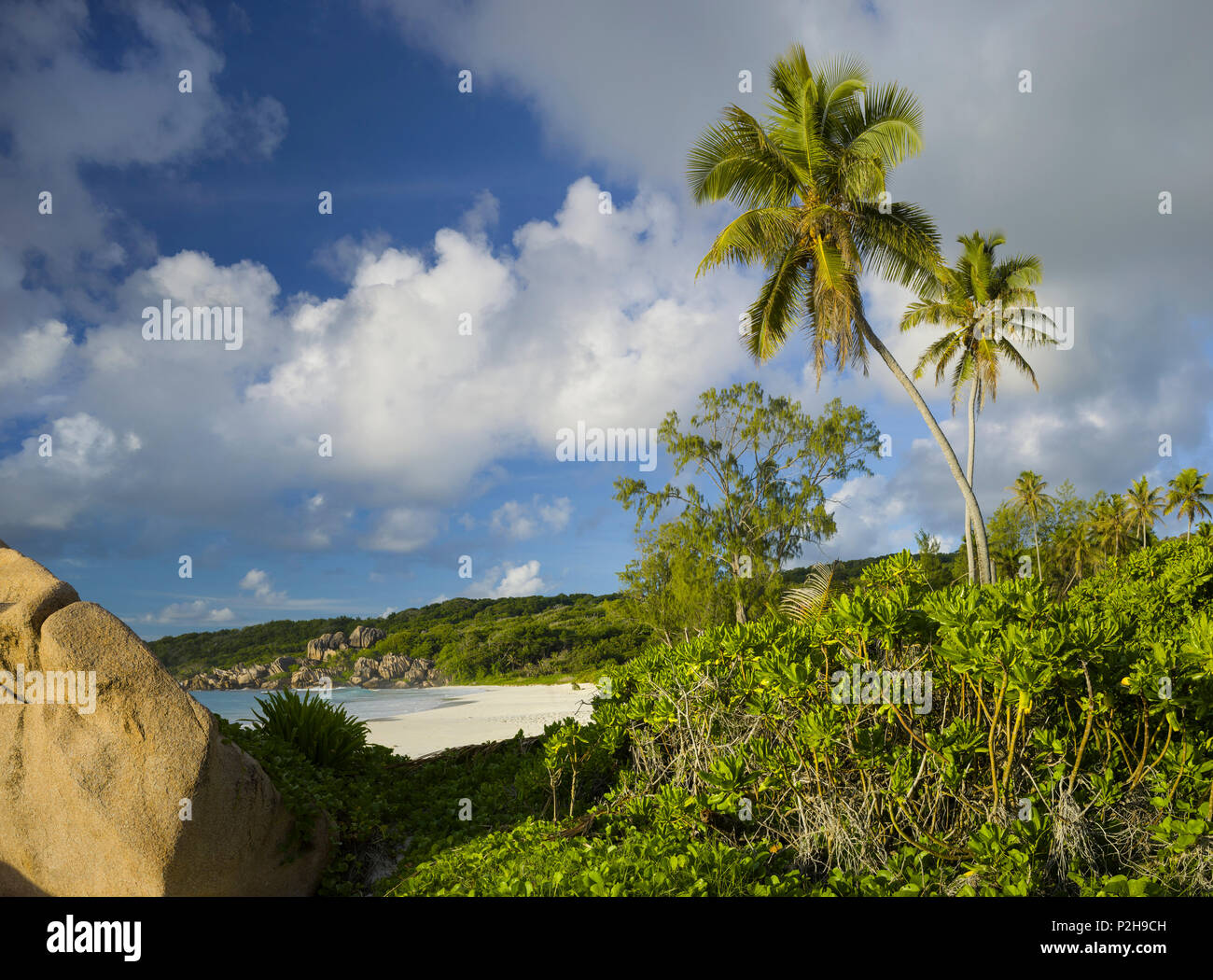 Palm trees on Grand Anse beach, La Digue Island, Seychelles Stock Photo