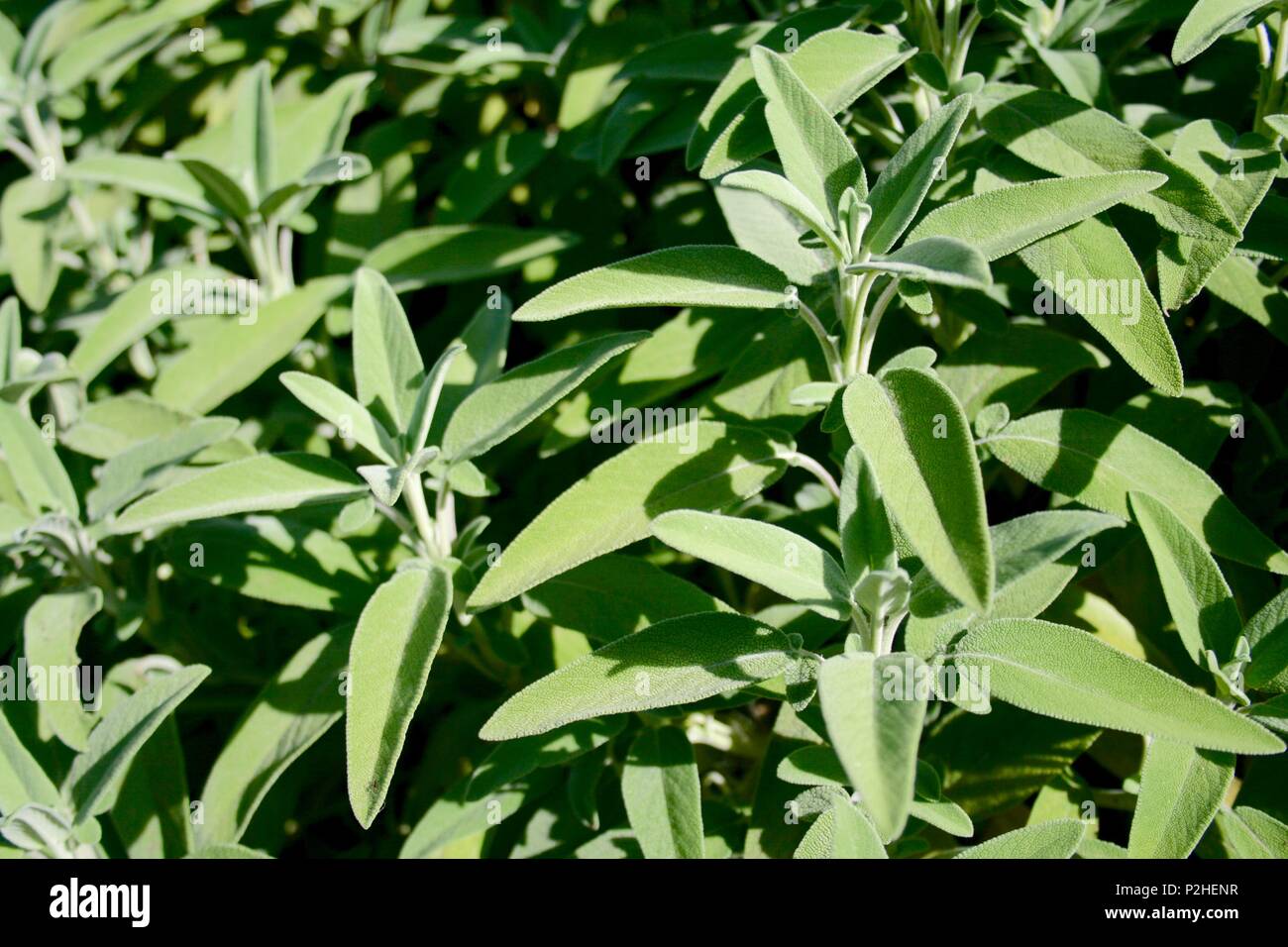 Sage green pattern hires stock photography and images Alamy