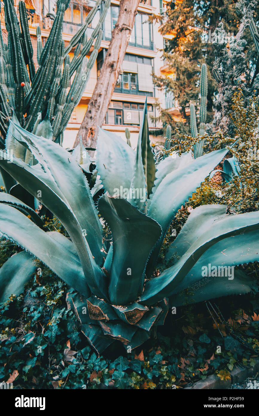 A very large agave ferox specimen in a park Stock Photo