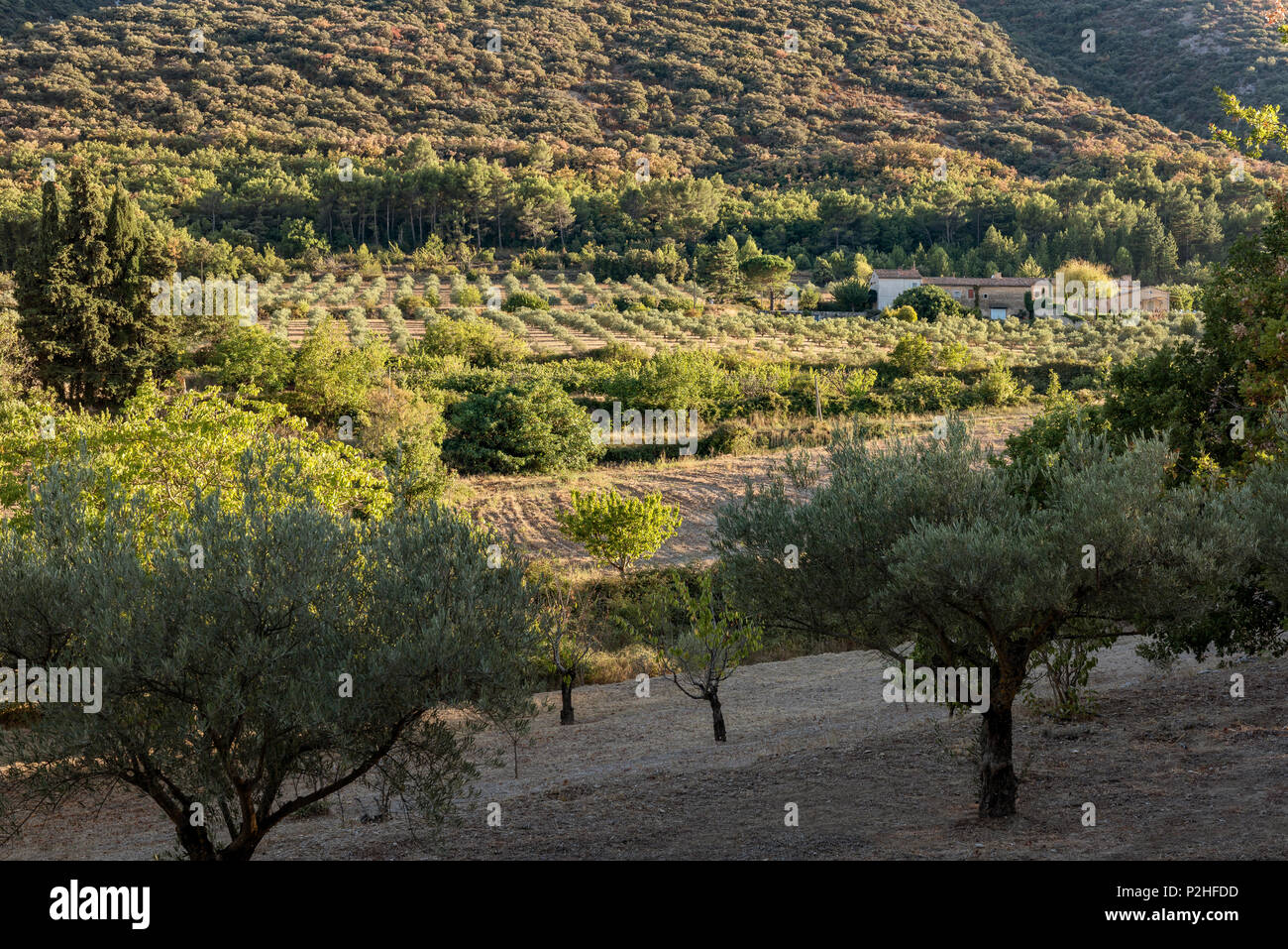 Olive trees and farmland in Luberon, Provence Stock Photo