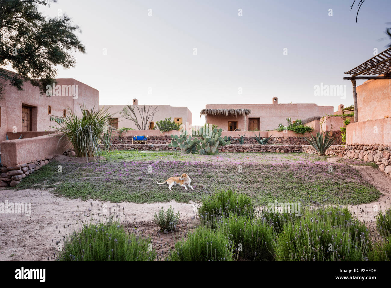 Exterior facade of adobe Berber style lodges with garden of lavender, herbs and moroccan wild plants. Garden design by Arnaud Casaus Stock Photo