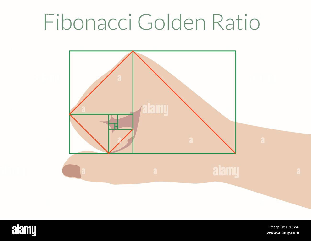 Human hand Fibonacci Ratio. Stock Vector