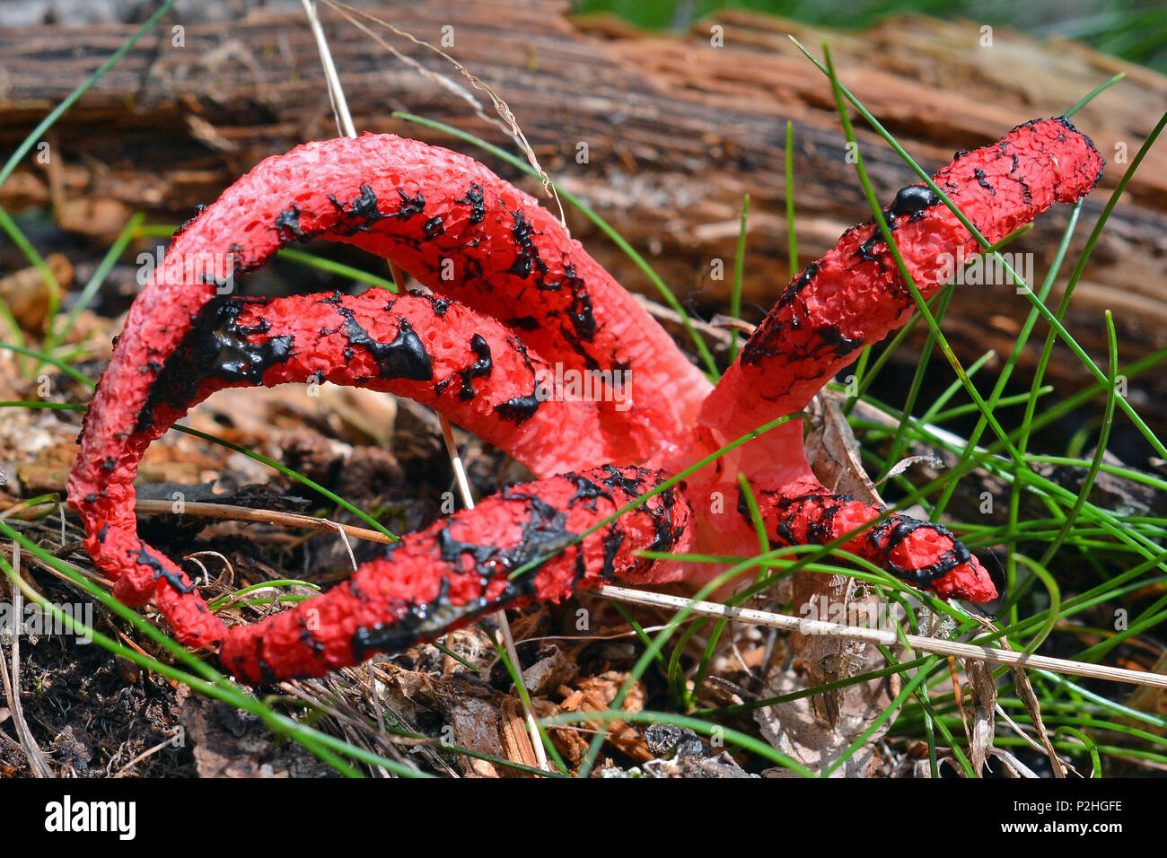 clathrus archeri, also known as octopus stinkhorn mushroom or devil's fingers Stock Photo Alamy