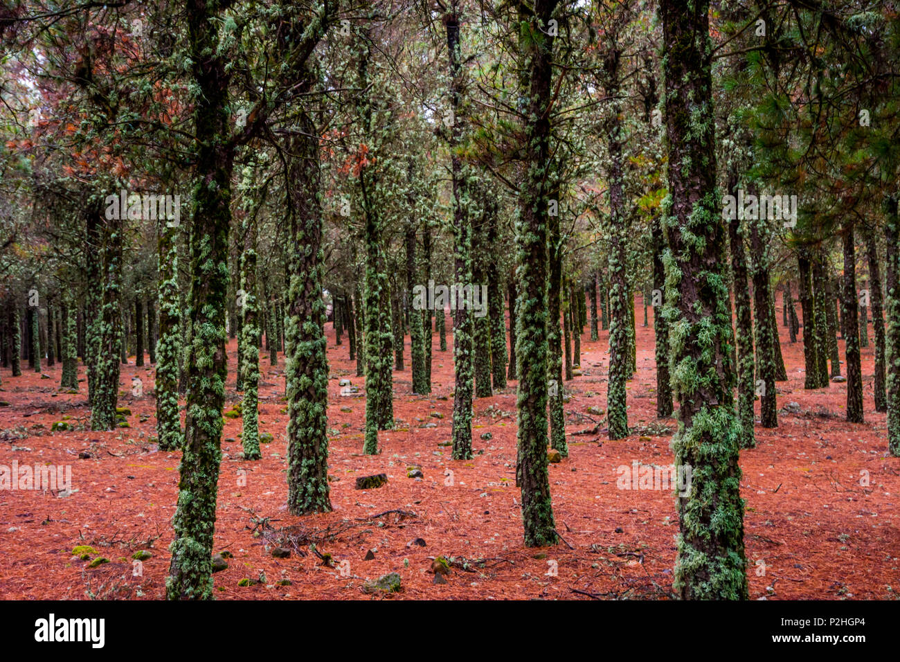 Contrast of lichen on tree trunks and red pine needles on the ground, forest in Gran Canaria, Spain Stock Photo