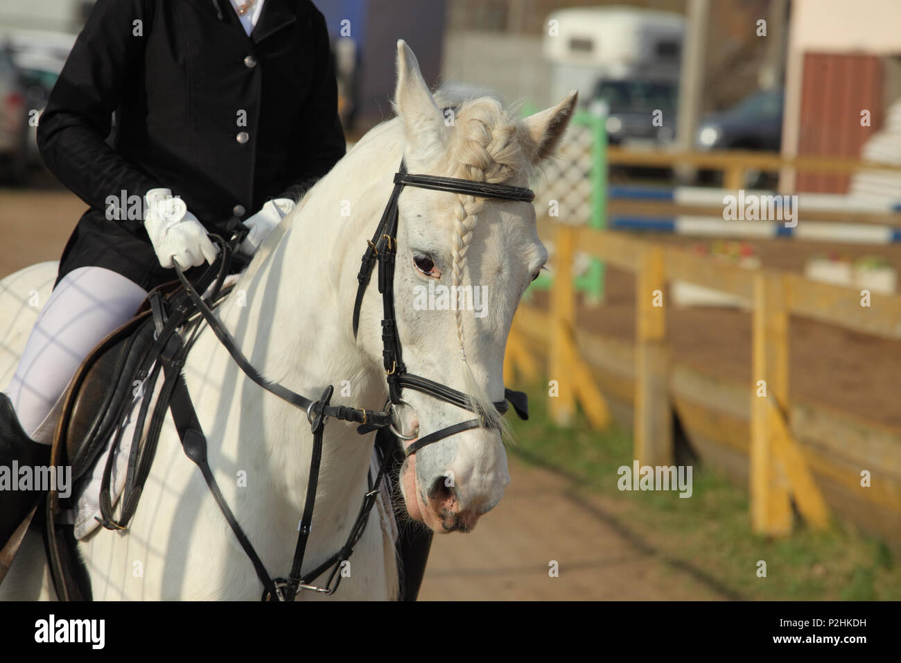 Dressage horse portrait in paddock Stock Photo