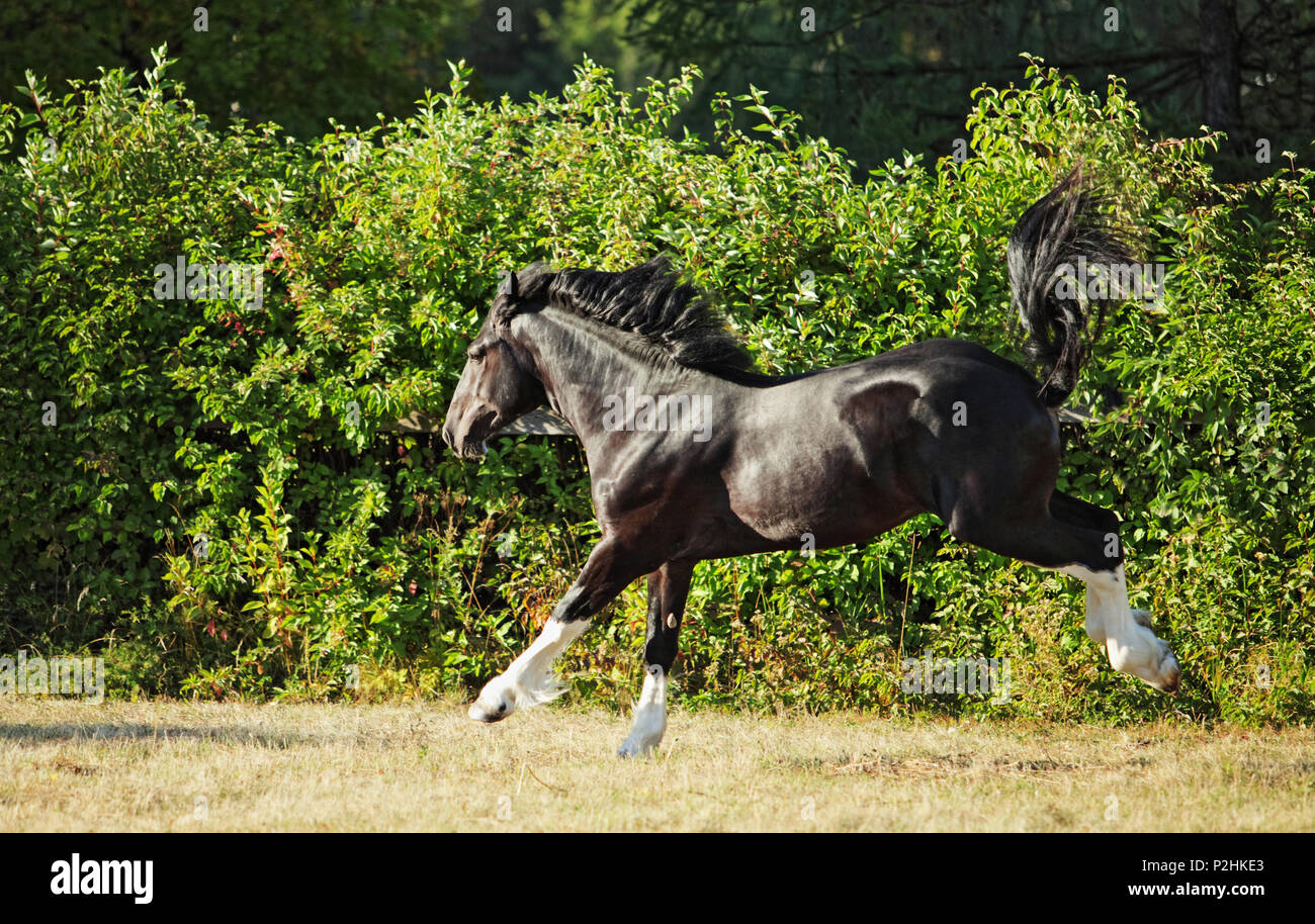 Shire Draft Horse stallion runs gallop on the meadow in evening down Stock Photo