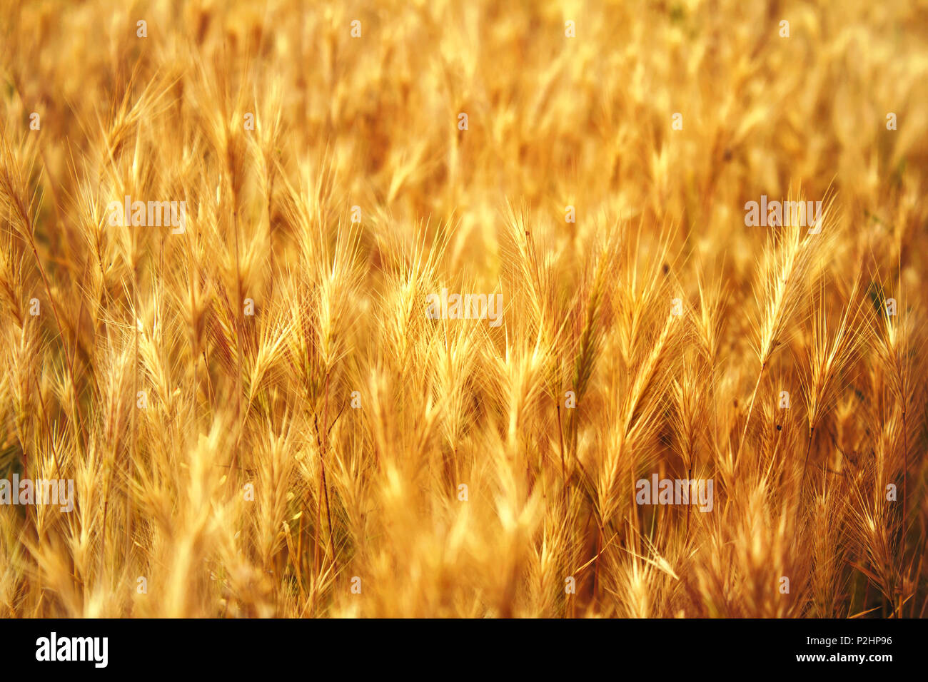 yellow grass, texture, background Stock Photo - Alamy