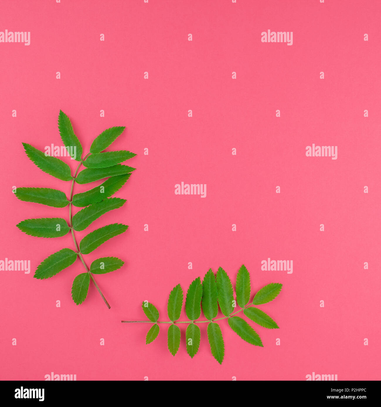 Creative flat lay top view pattern with fresh green rowan tree leaves ...