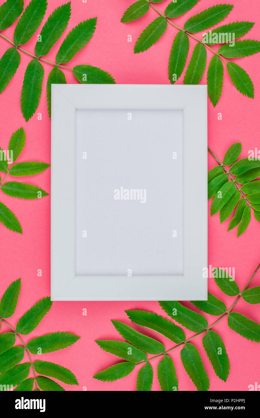 Creative flat lay top view white frame mock up with fresh green rowan ...