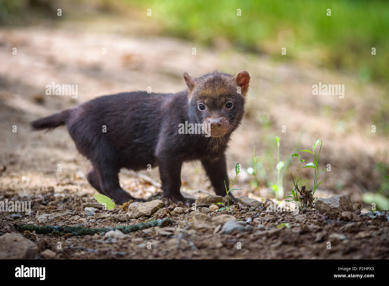 Portrait of a bush dog puppy Stock Photo