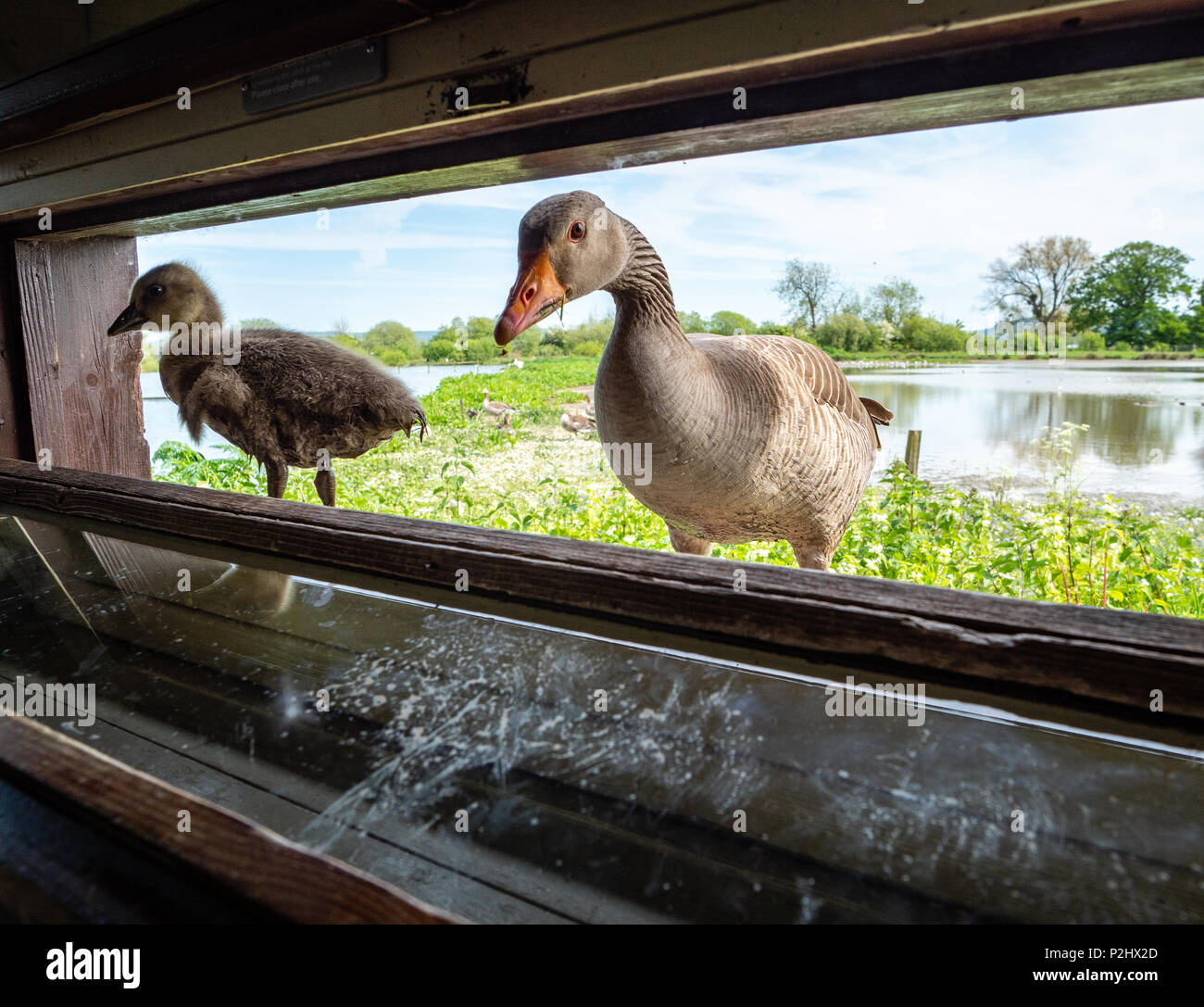 Greylag goose mother and gosling watching the birdwatchers in a hide at Slimbridge Wildlife and Wetlands Centre in Gloucestershire UK Stock Photo