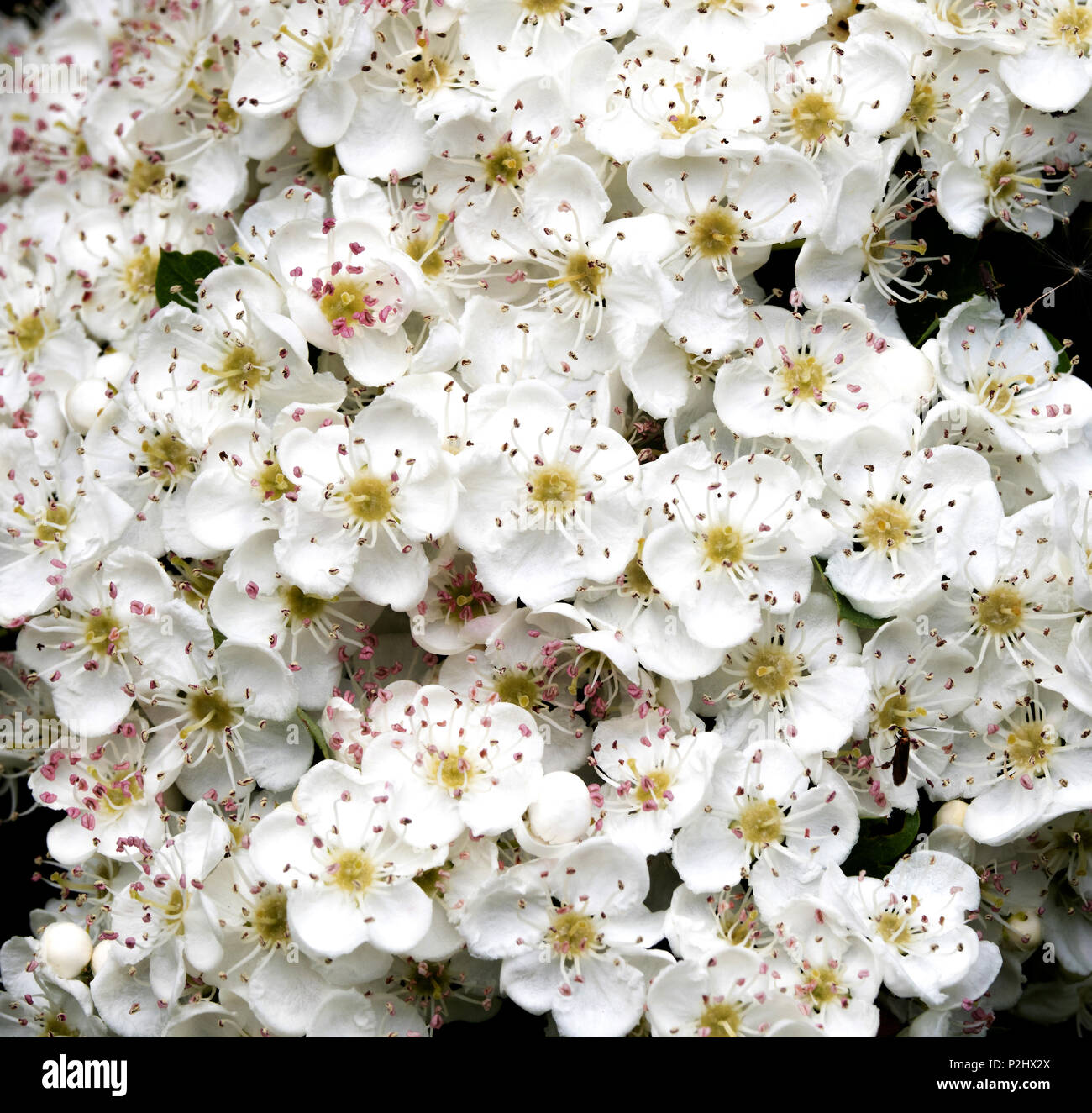Waxy Bloom Color Waxy Flowers High Resolution Stock Photography and Images - Alamy